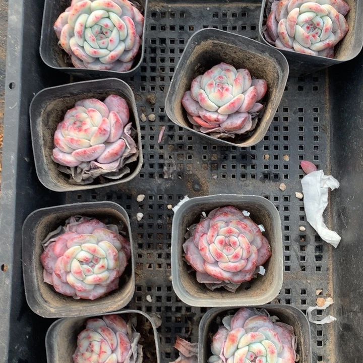 2960八颗星影包邮