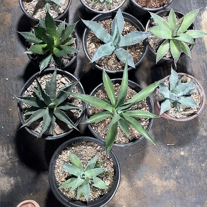 水***流无花朵龙舌兰绿色植物