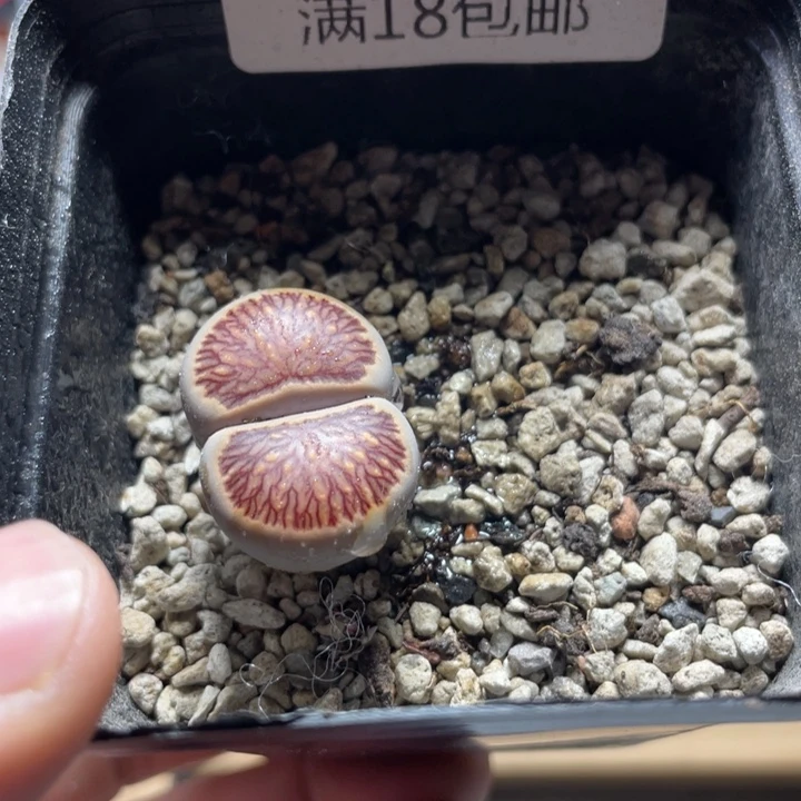 佳人园艺上福利啦菊365