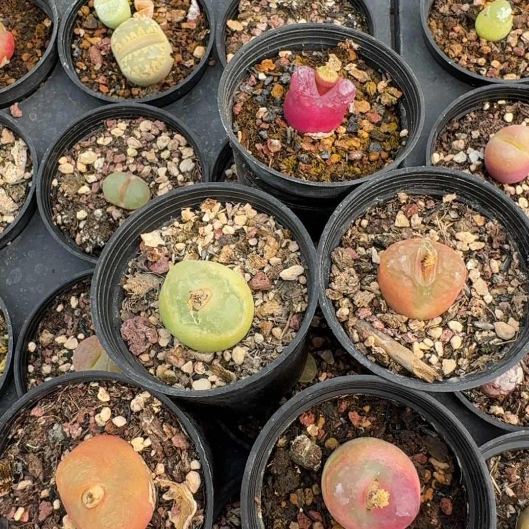 110五颗带盆土发货00000000