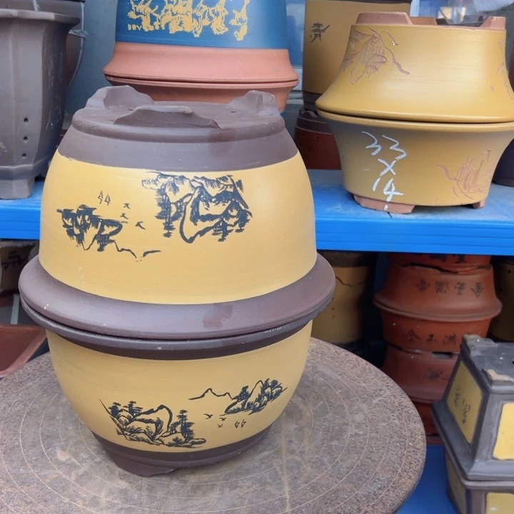 25+25黄三角金钟花盆花盆