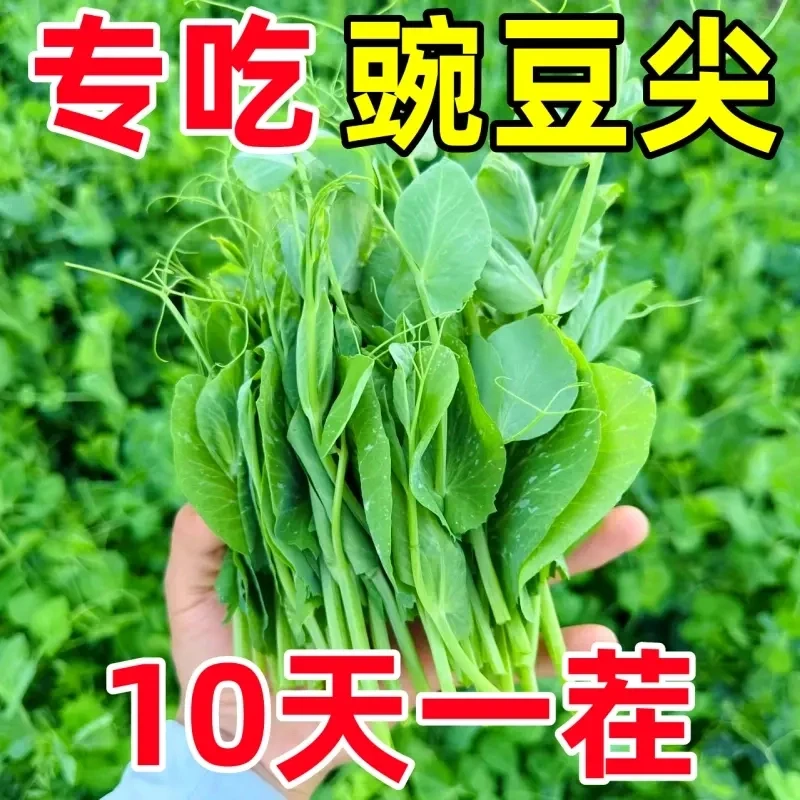 无须豌豆苗种子专吃豌豆尖四季种植芽苗菜甜豌豆种子阳台盆栽蔬菜