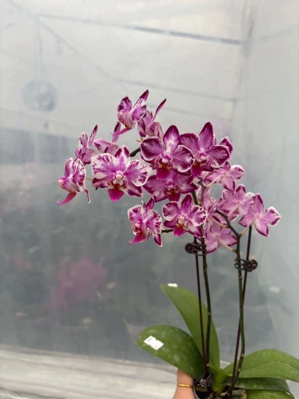 2.8寸万花筒（仅是苗）有返祖概率