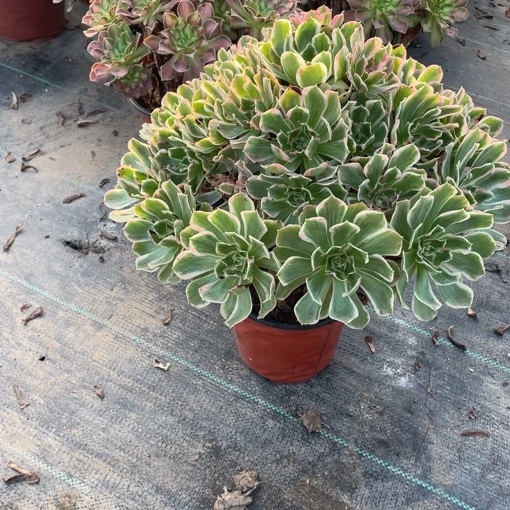 10光辉多肉植物多肉植物