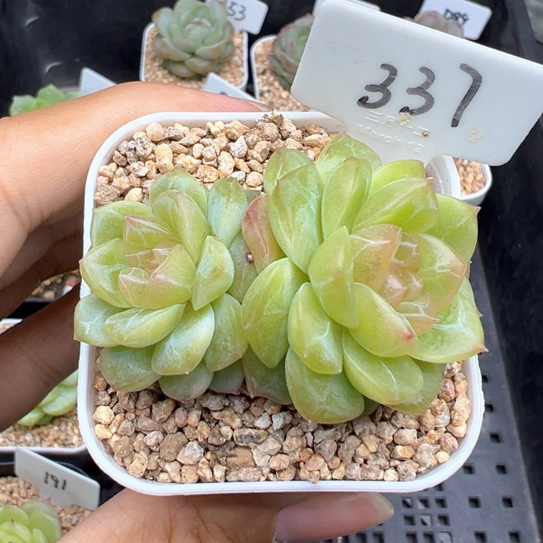 小*337号无尽灯，小七