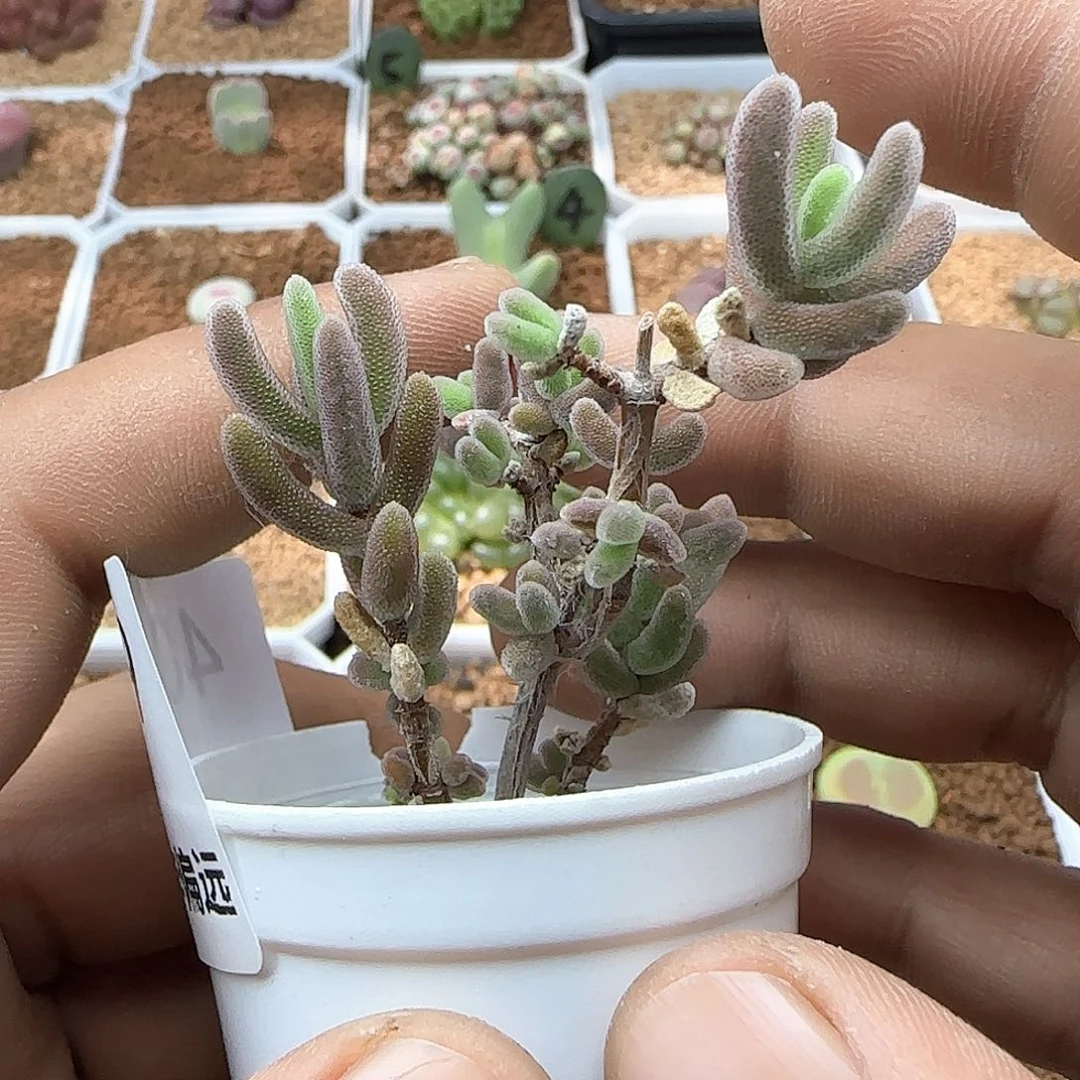 开播福利来啦40279