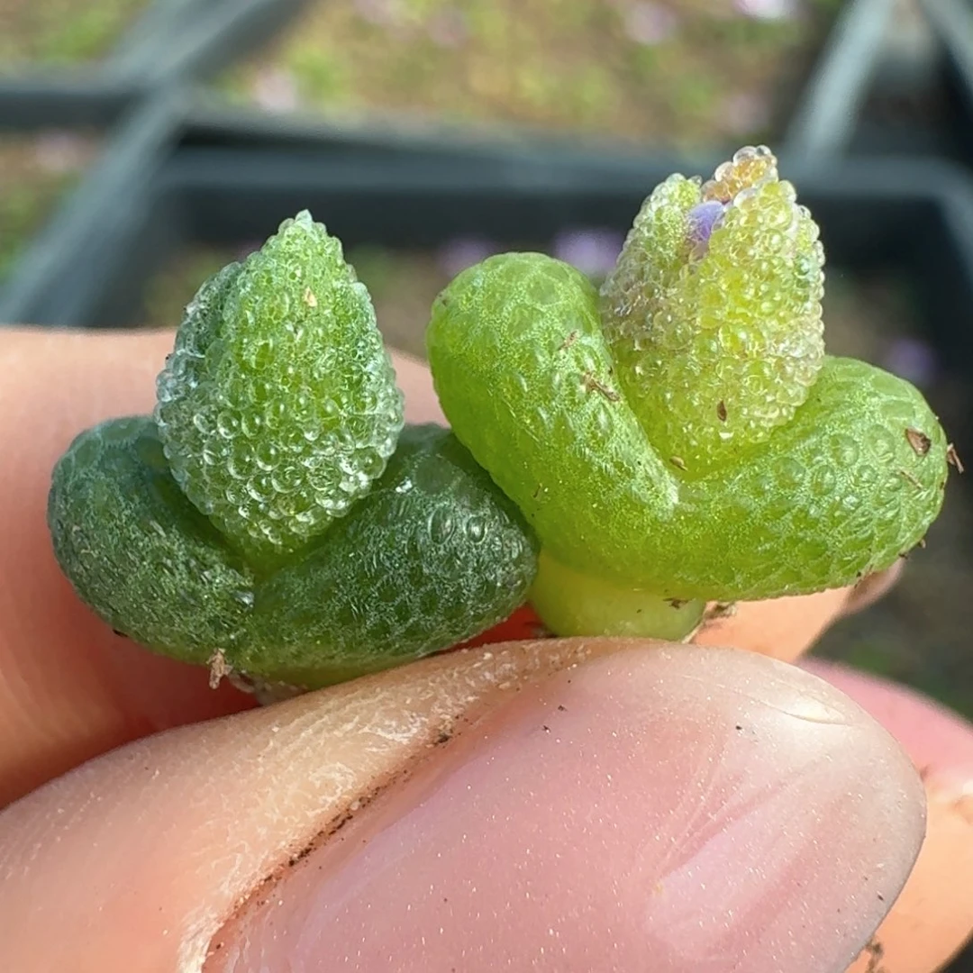 71两颗妖奇玉00000000000