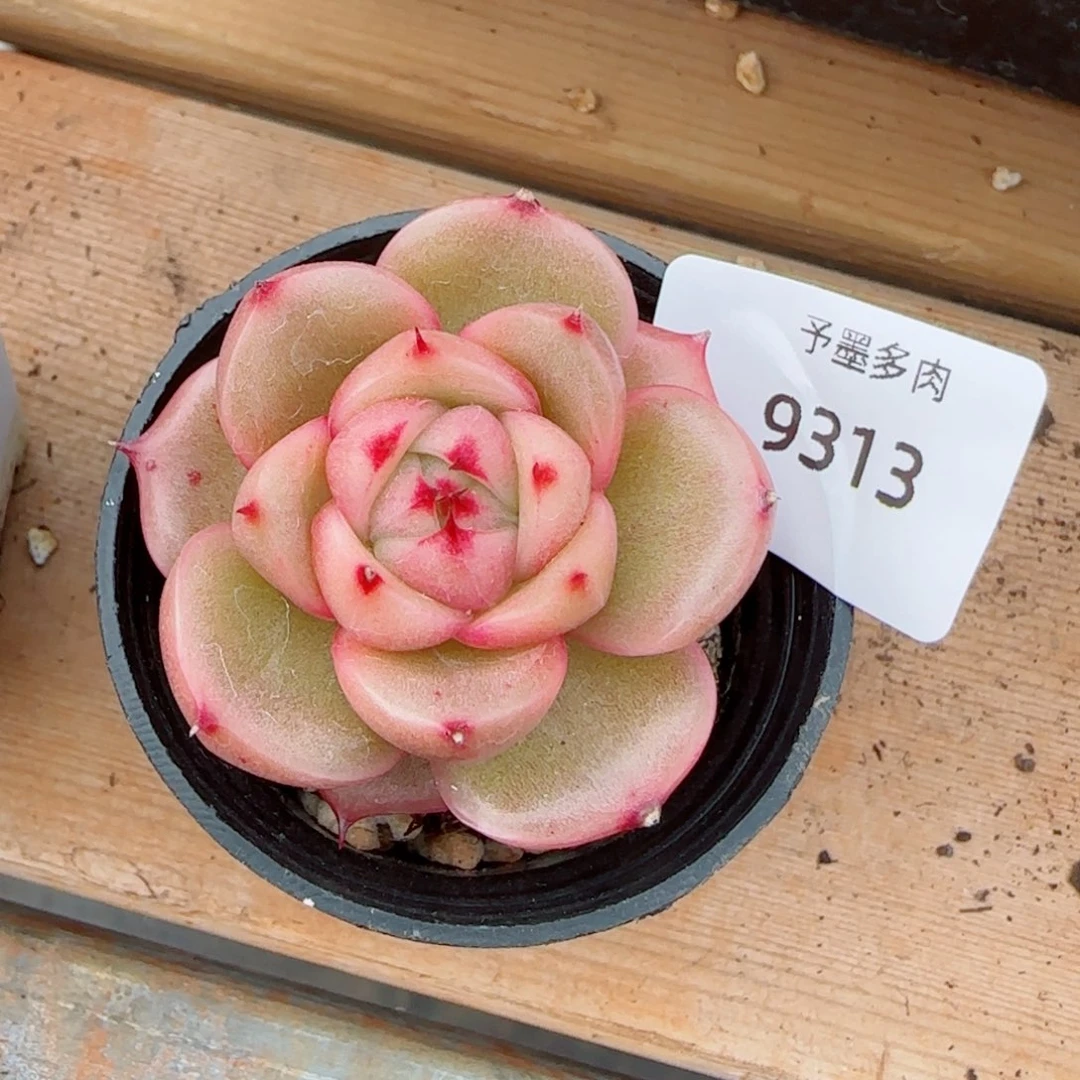 玉玲珑，9313多肉植物