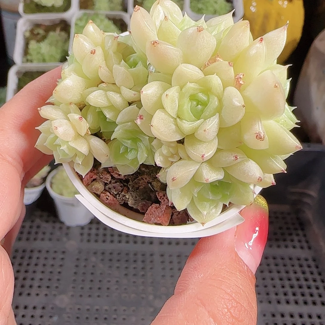 0903-45麦秆优选不包整