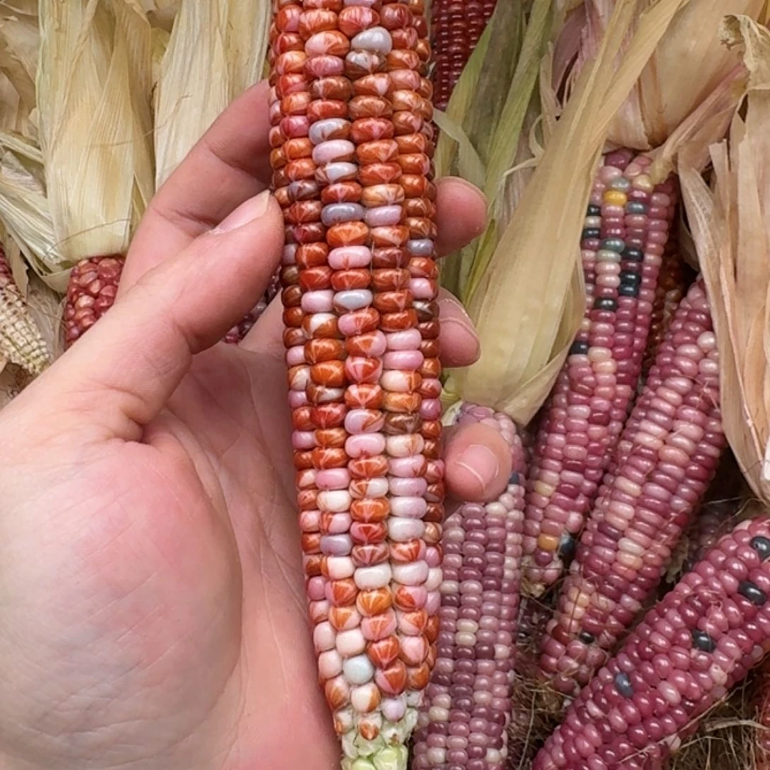 柏香籽/百香籽吊坠昵****天