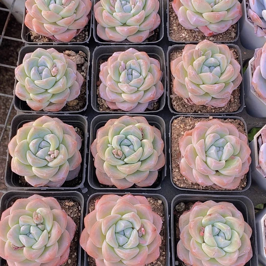 0420-樱花冰玉单头一颗 量拍