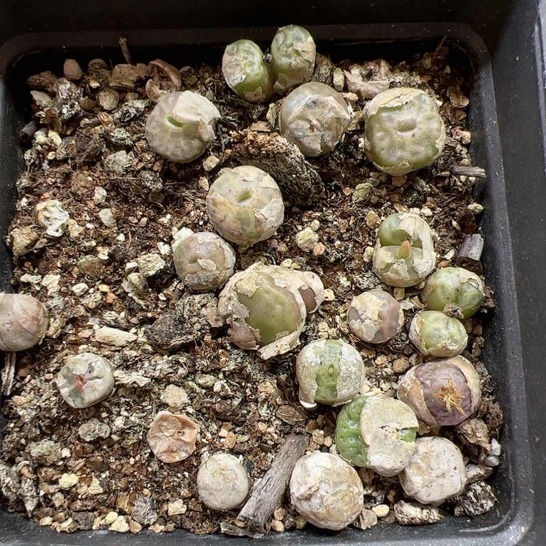【闪购商品】396 烧麦
