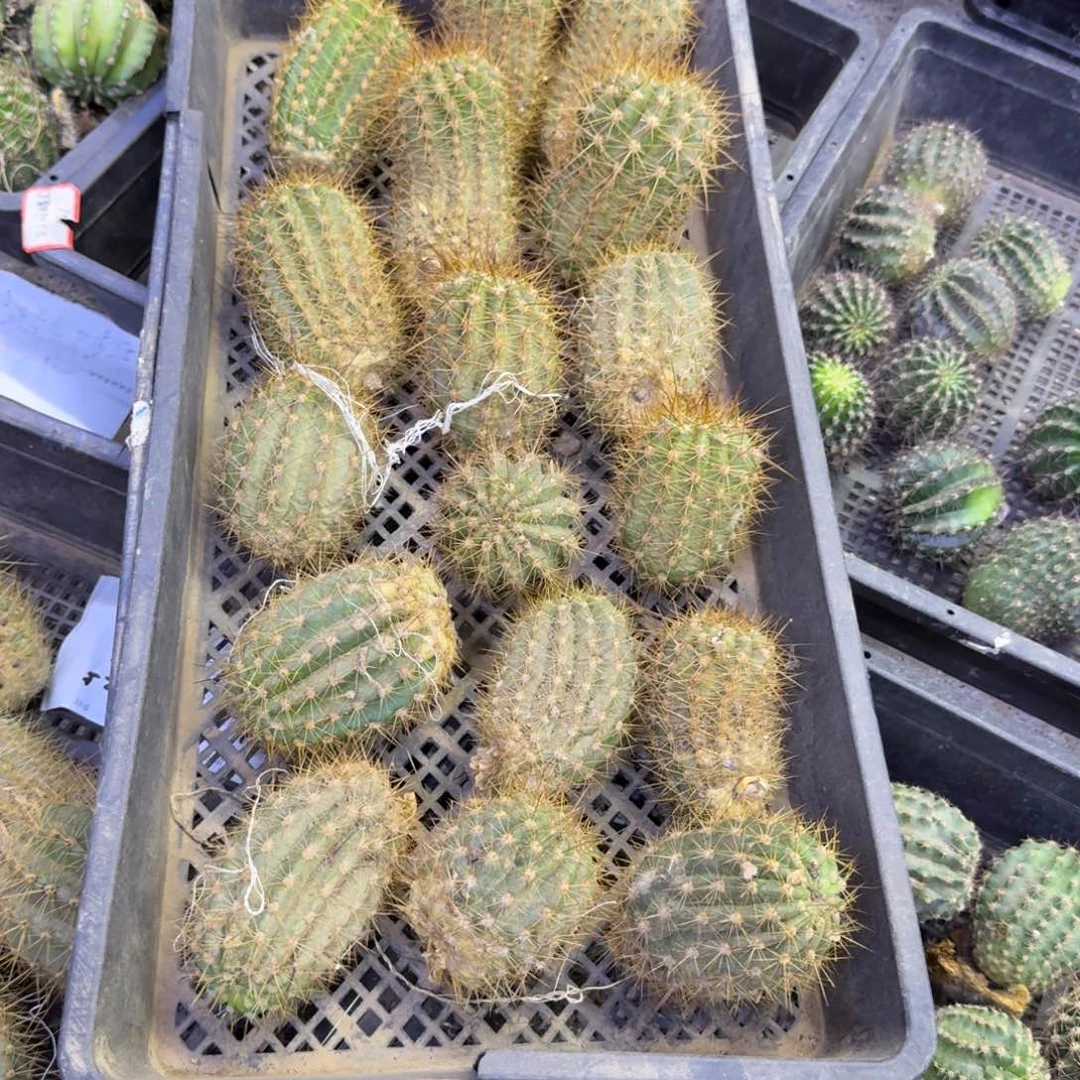 367无名毛花柱歪无根侧牙5公分左右斑，20包邮