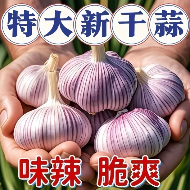 【源头产地】紫白皮大蒜批发超低价特大果新鲜红皮便宜干大蒜头包邮
