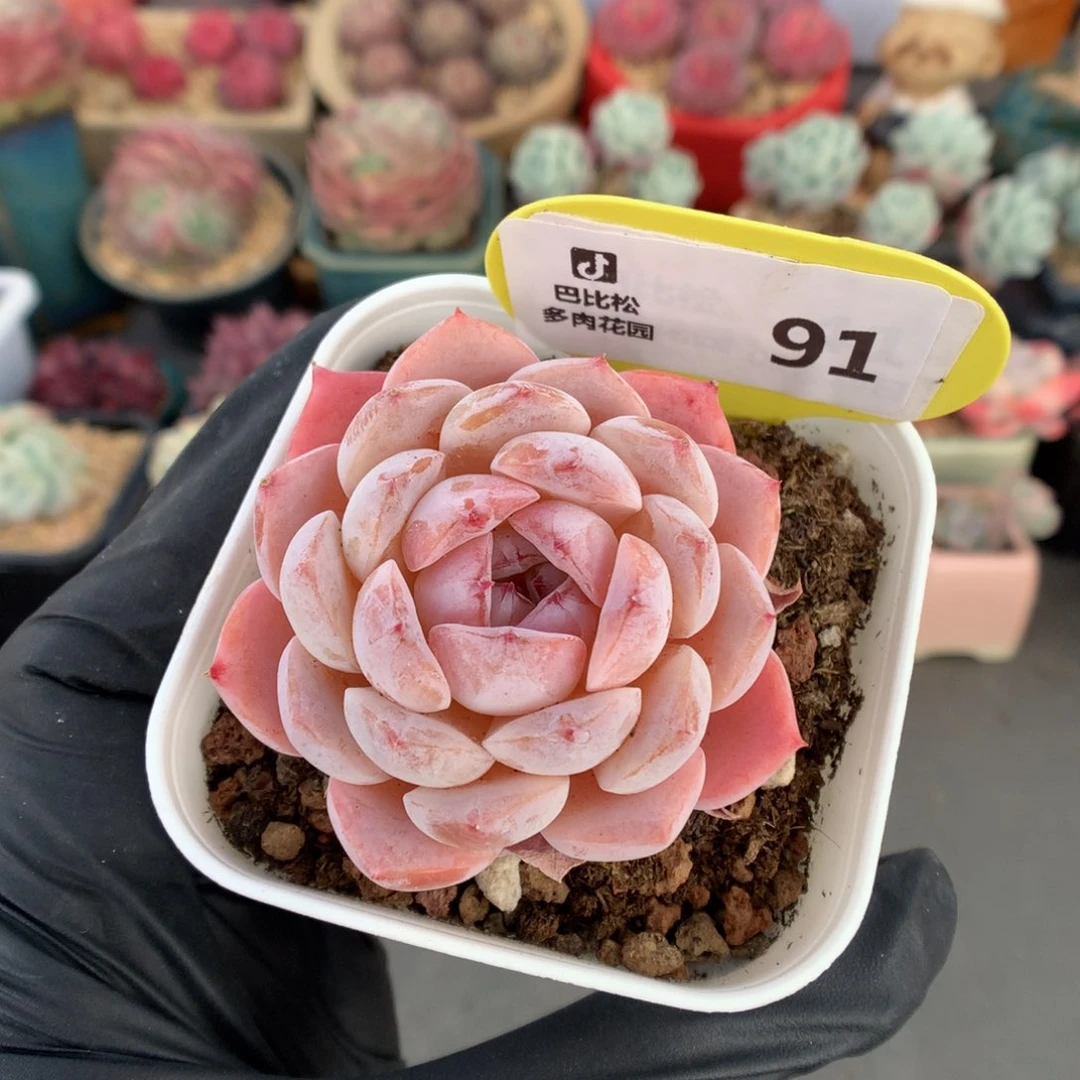 91 粉冰冰多肉多肉