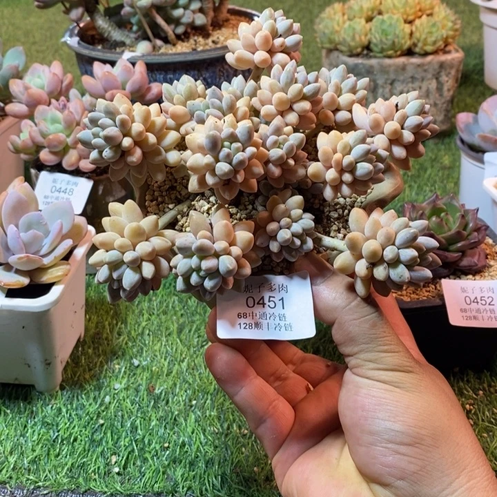 0451啊啊啊啊啊啊啊啊啊