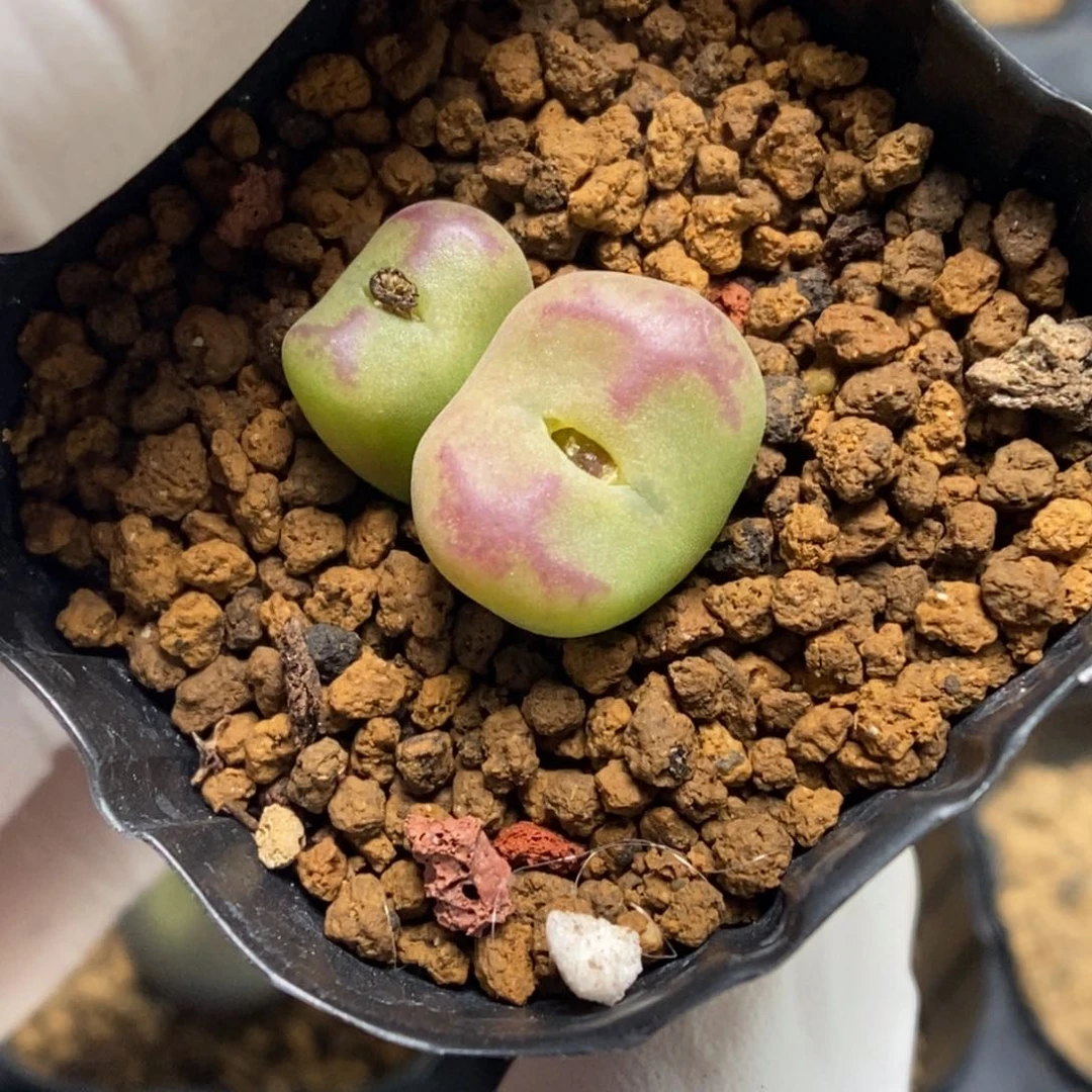 多肉植物肉锥杂交K-4946 超墨杂