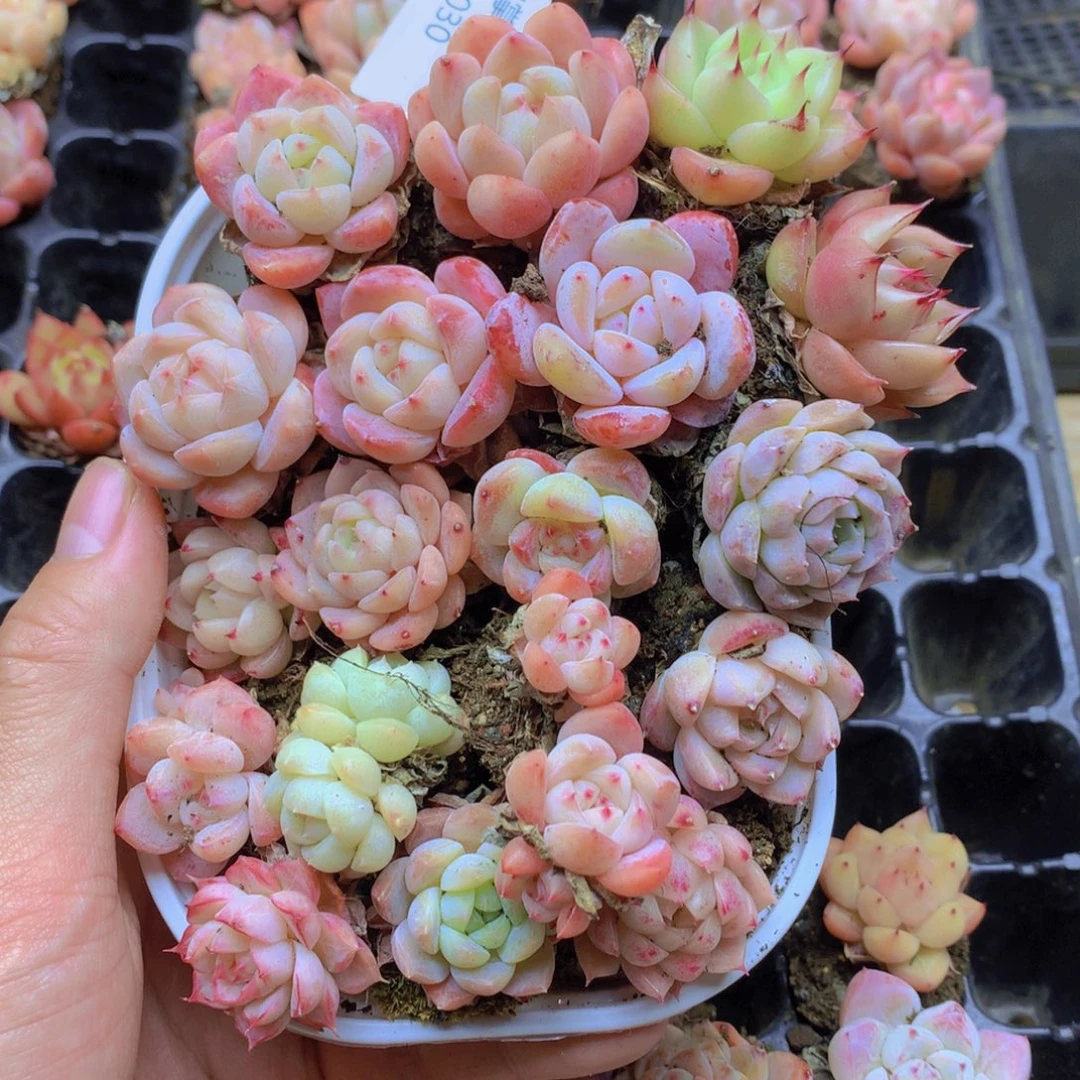 我要去看你了啊030