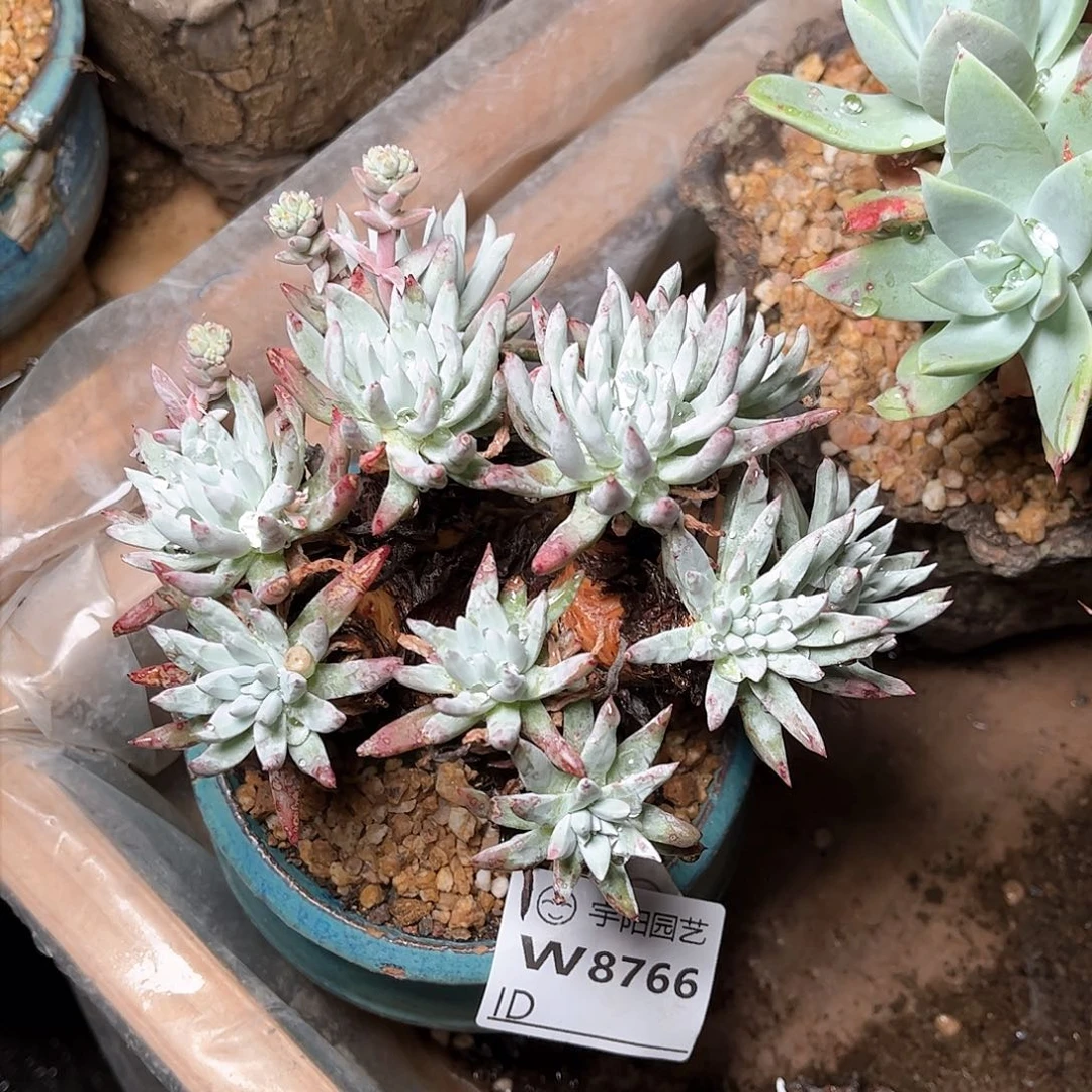 8766白鹭仙女杯多肉