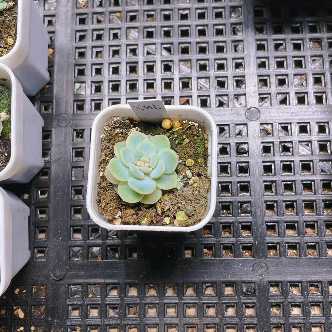 红**歌西米露4号单头苗一个满25包邮