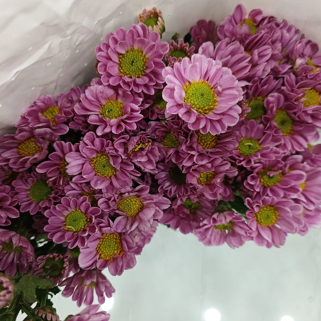 遇花园鲜花小雏菊一扎十支