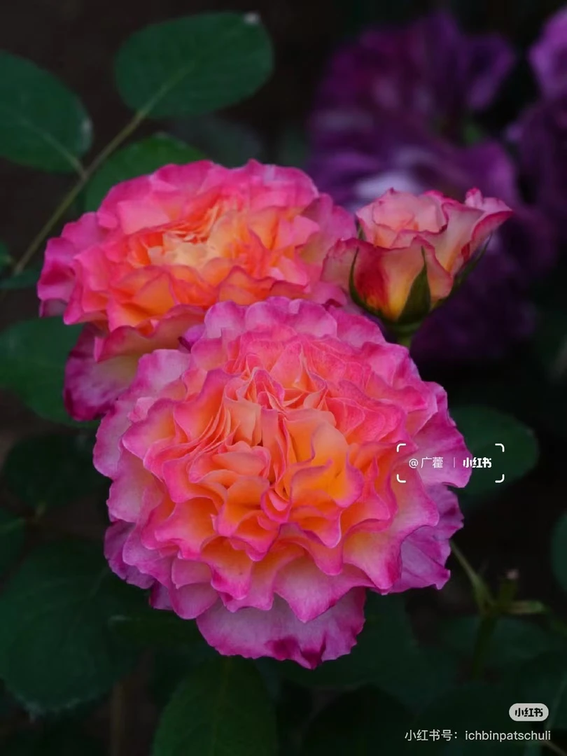 华丽丽/花蝴蝶切花玫瑰月季