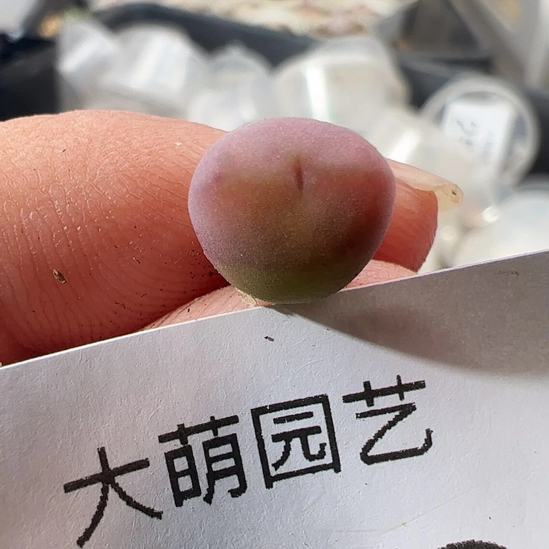 一物一拍杂交桃心426