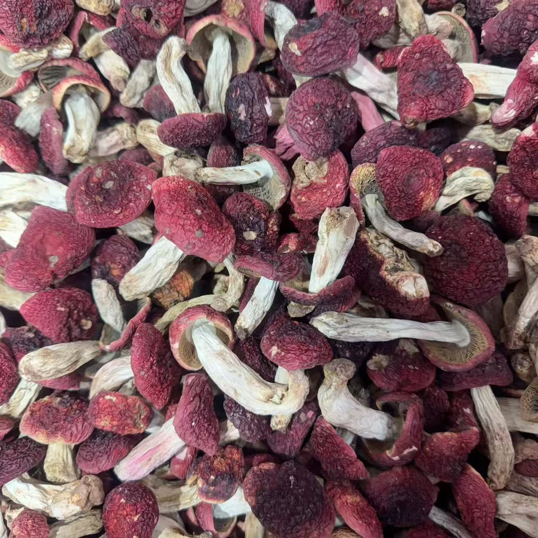 云南新货野生蓝底红面红菇月子菇煲汤滋补佳品