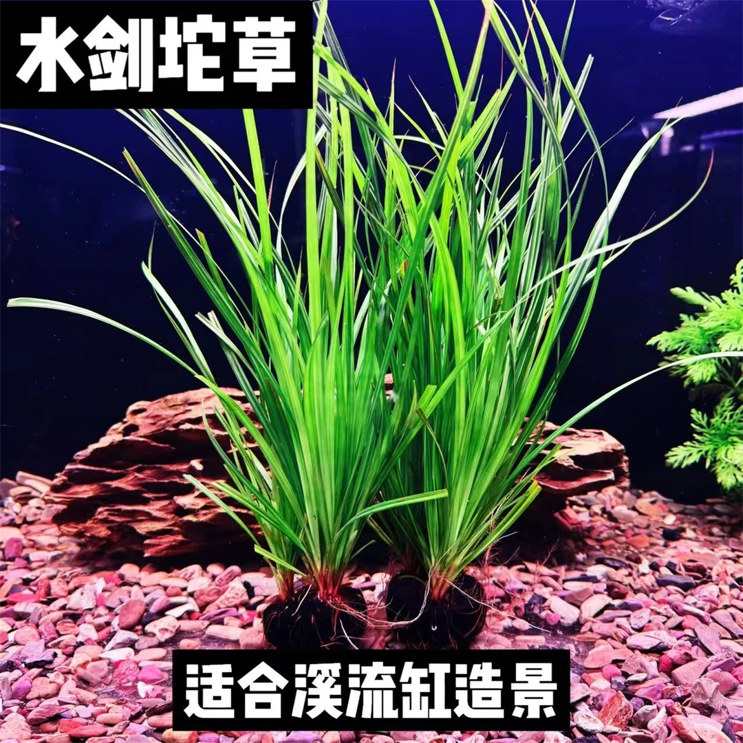 水剑坨草后景水草易养适合原生缸溪流缸懒人造景新手适用