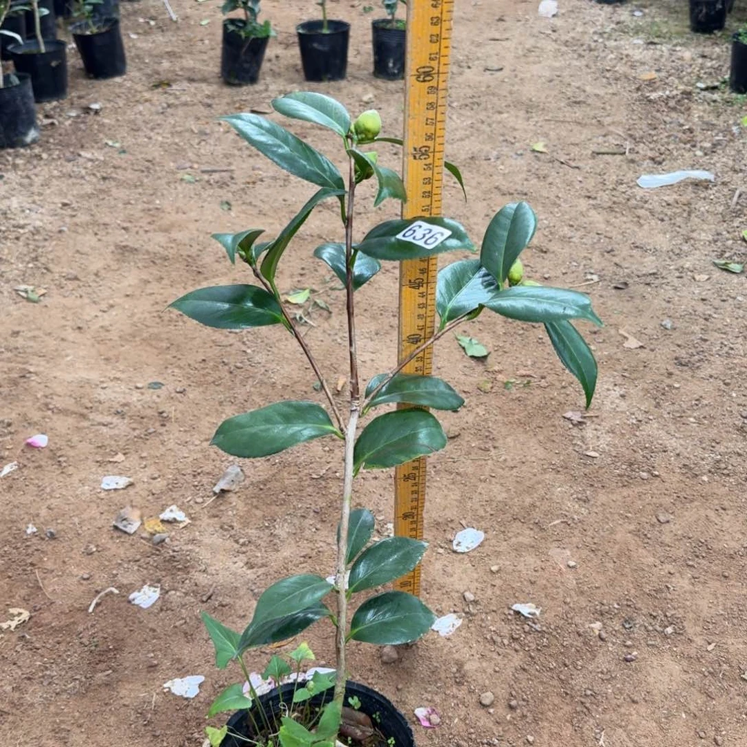 少量花朵（建议范围：2朵-5朵 或40%以下）636戴氏之歌