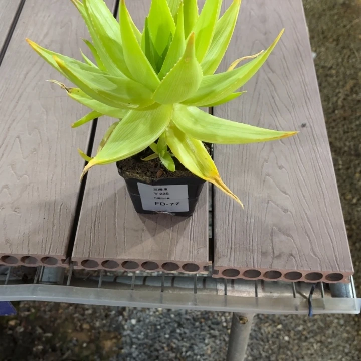 豆***妹三禹锦芦荟FD-77.