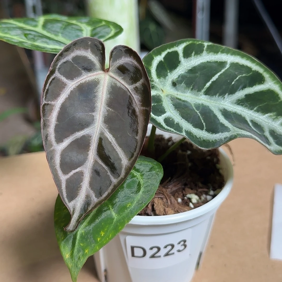 完全开放D223花烛一物一拍