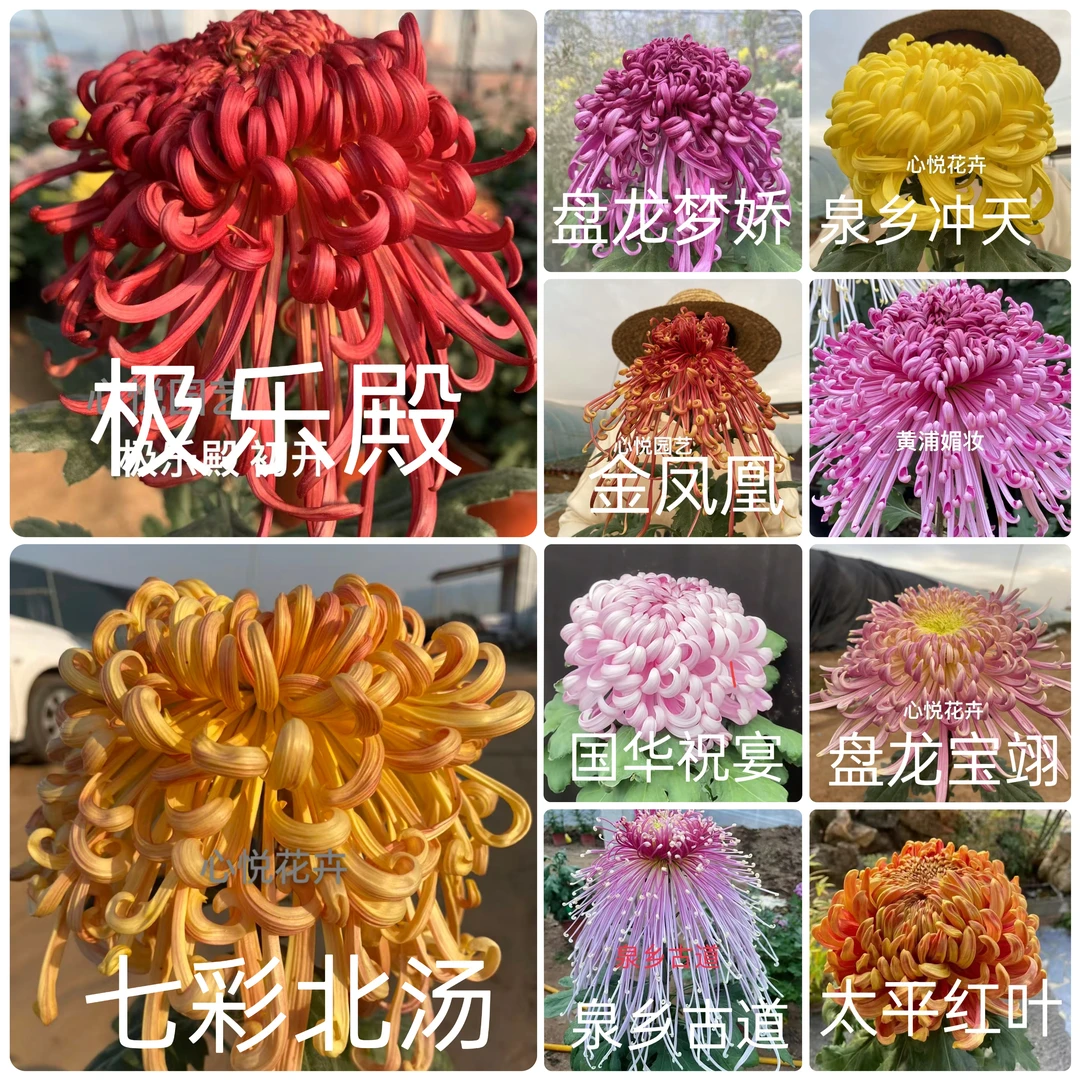 心悦花卉 （精选10颗大花菊花苗） 【对图对版】贴标发货 盆栽地载