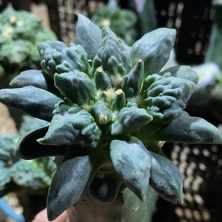 无花朵柳叶尖尤瘤尤怒涛牡丹943