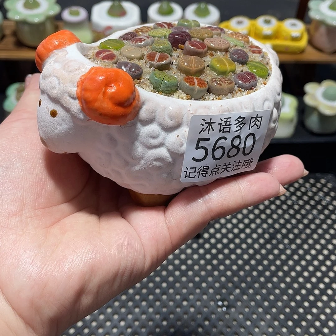 带盆土植物 一物一拍5680