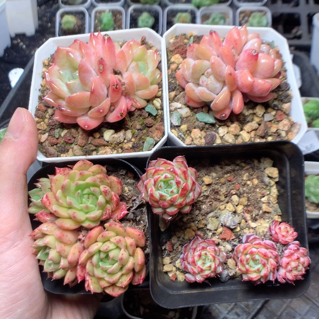 无花朵G72y y yy y y y y y y y y