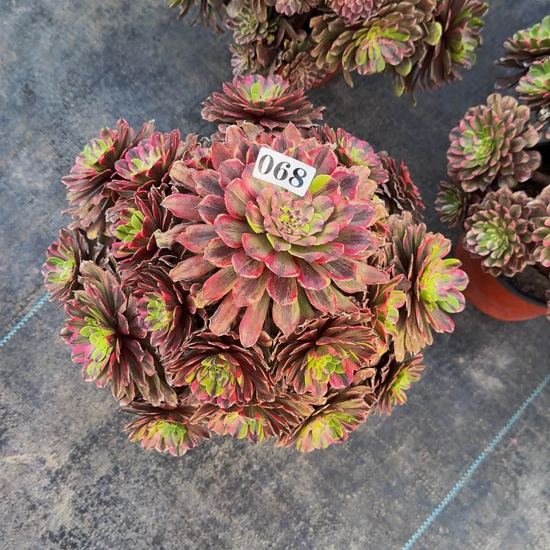 068粉黛多肉植物