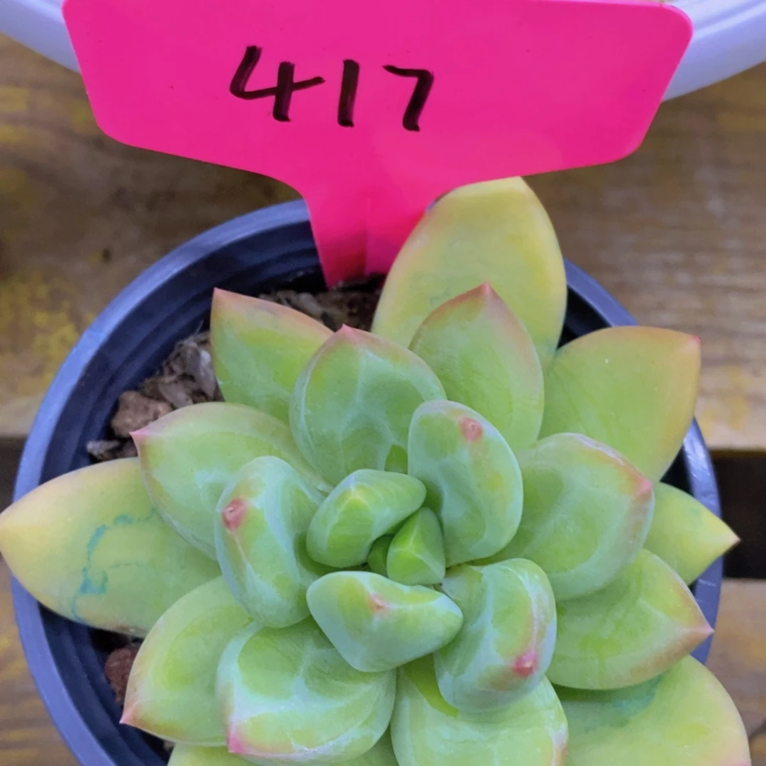 开心多肉，一物一拍