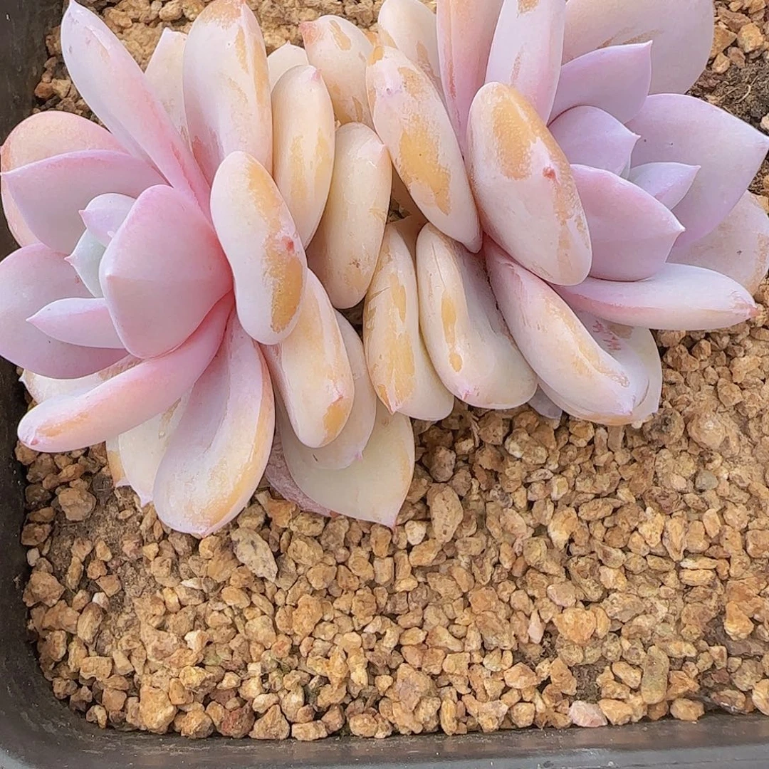 奶***糖韩版奶一颗一颗一颗