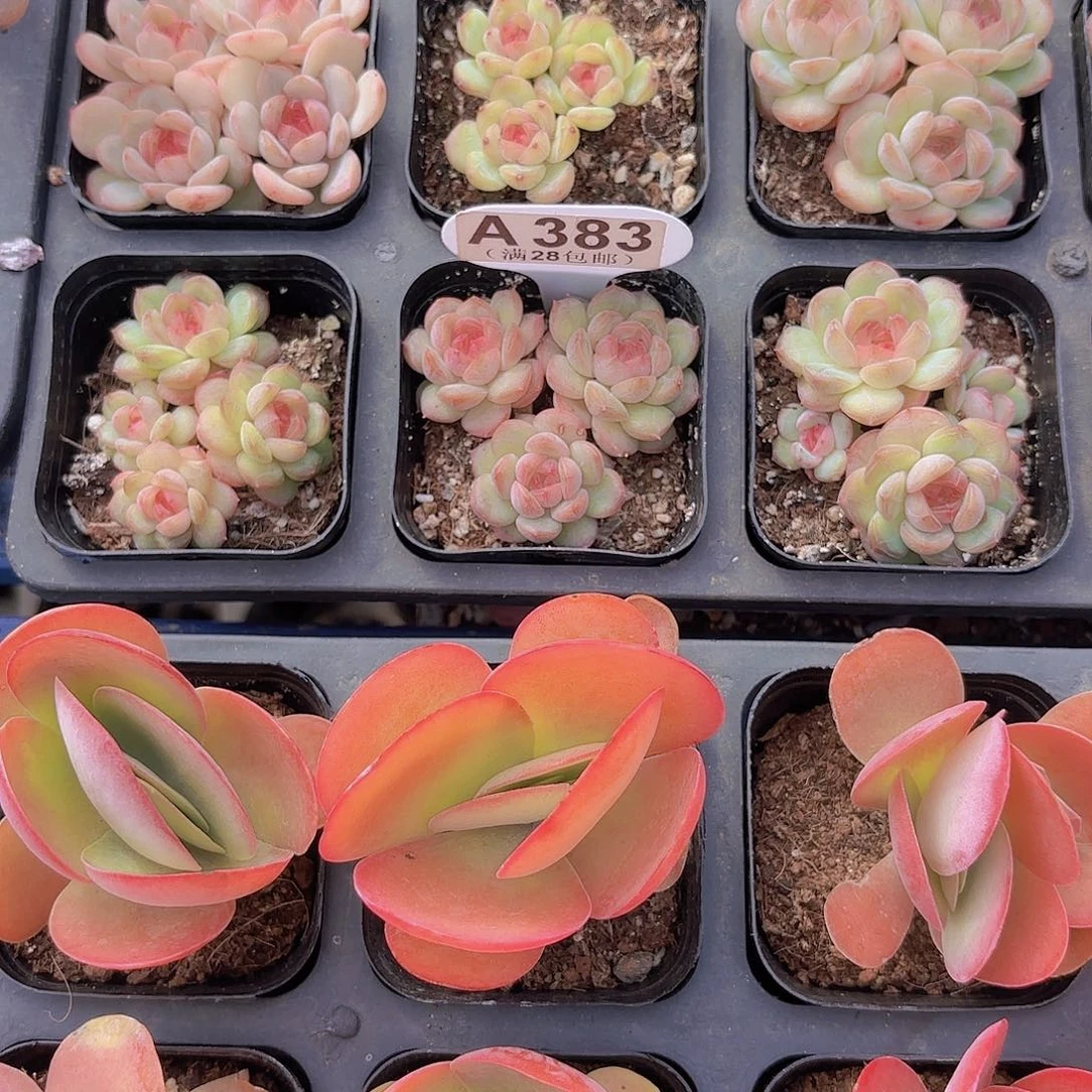 黑***圈A383琴心一物一拍