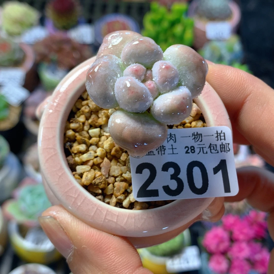 精控多肉植物2301