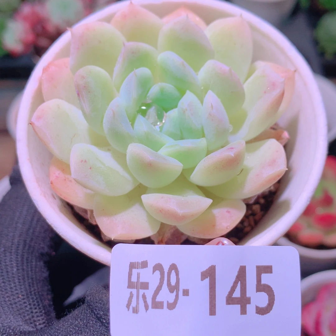 乐然29-145 白冰雪女王