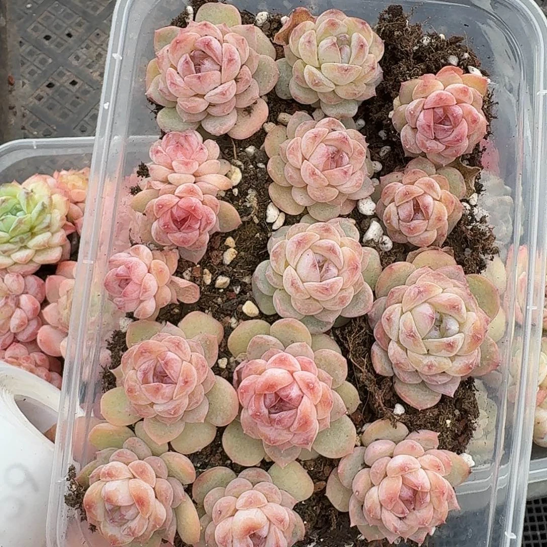 杂交新品珍妮多肉1154