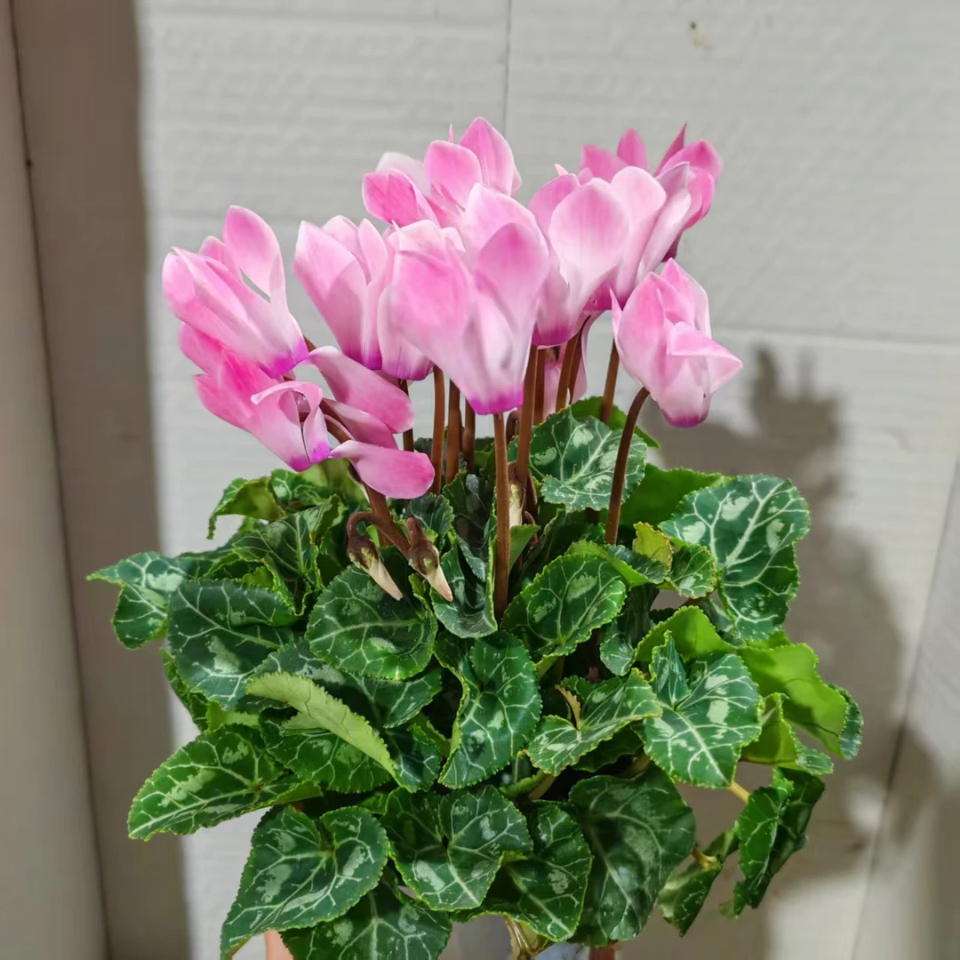 火焰粉 仙客来盆栽精品好养室内观花花卉