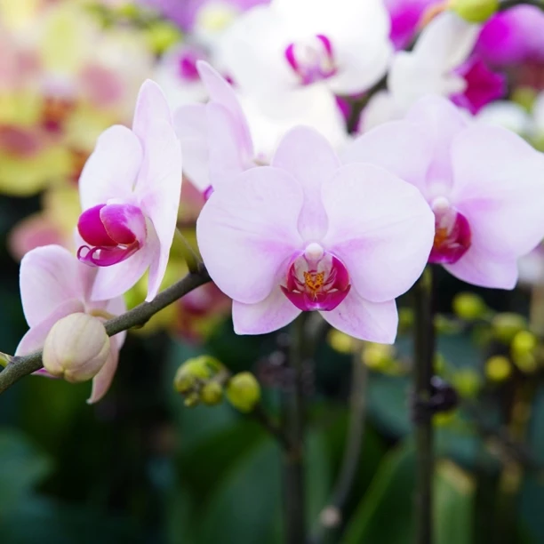 【次日达】蝴蝶兰室内好养花卉北京基地直发 折枝赔付5元