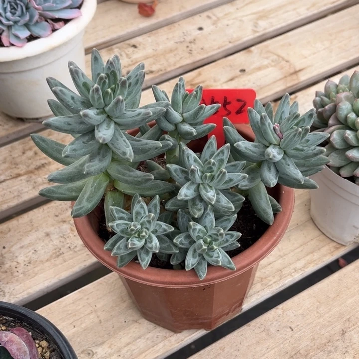 乌拉克拉多肉植物8552