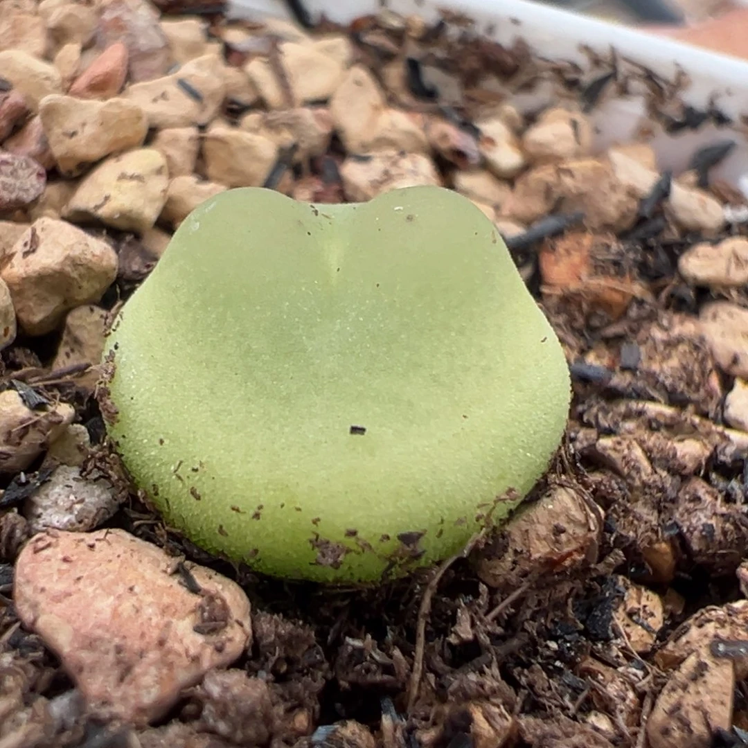 日系拉登母本一物一拍