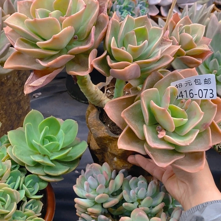 夏悦多肉0416-73赫氏