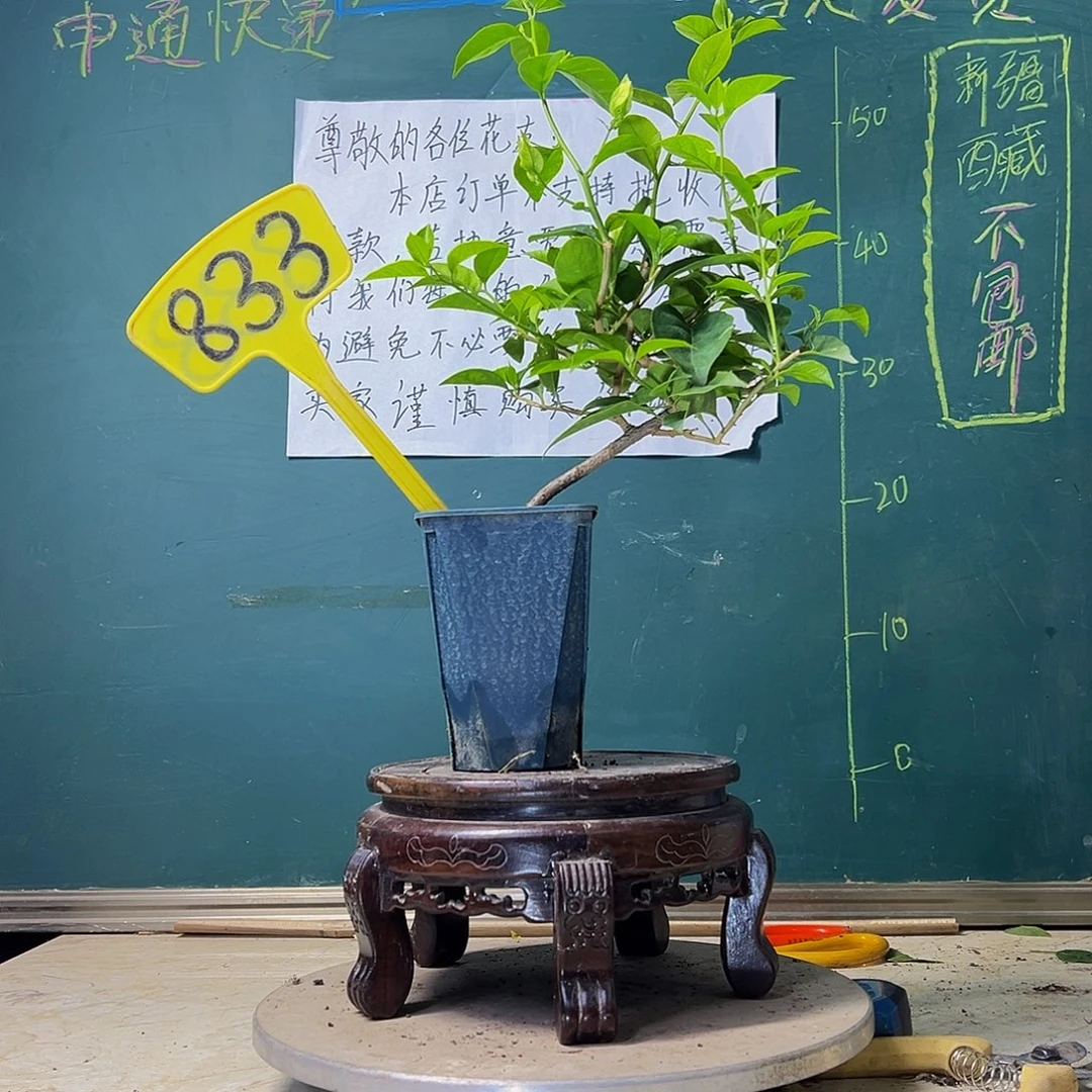 当前无花栽培后可以开花 白雪公主 方盆 833