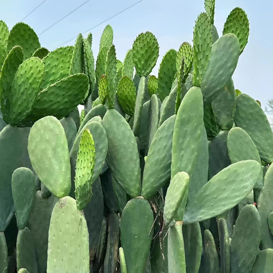 仙人掌盆栽地栽简单易养种植可嫁接盆景扦插食用